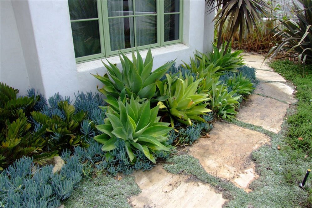 Drifts of Agave and Succulents
