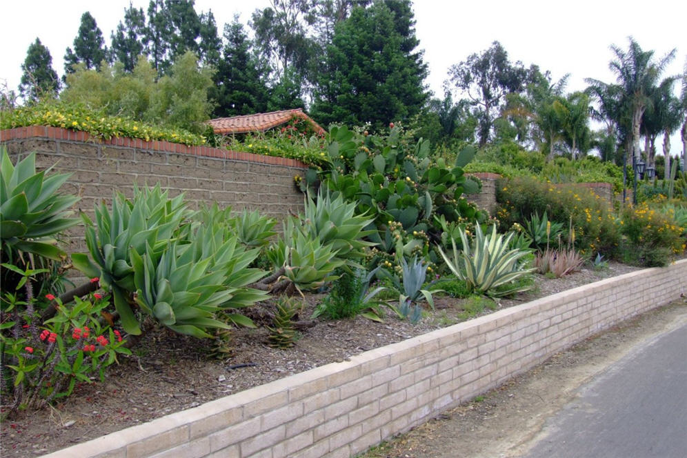 Friendly Cactus Garden