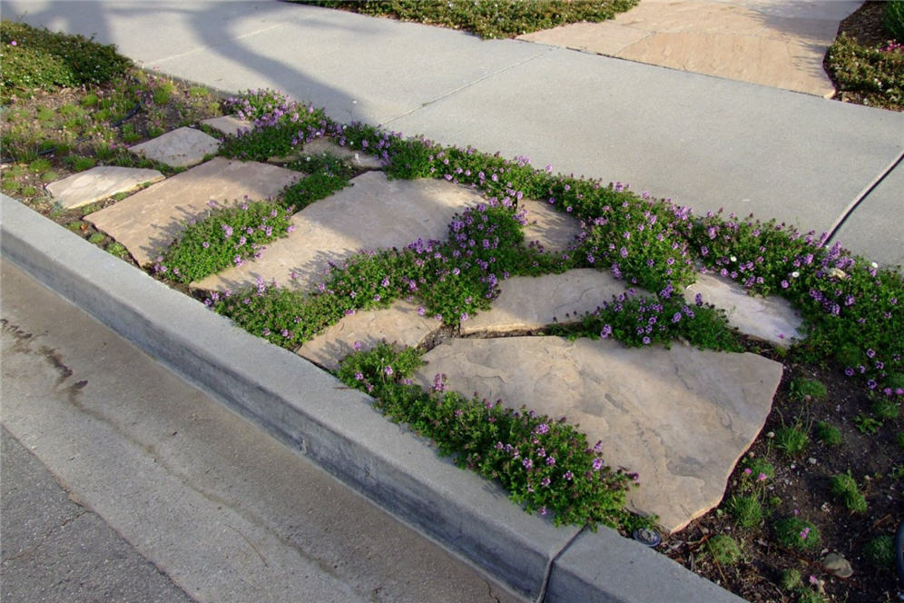 Groundcover Woven Between Pavers