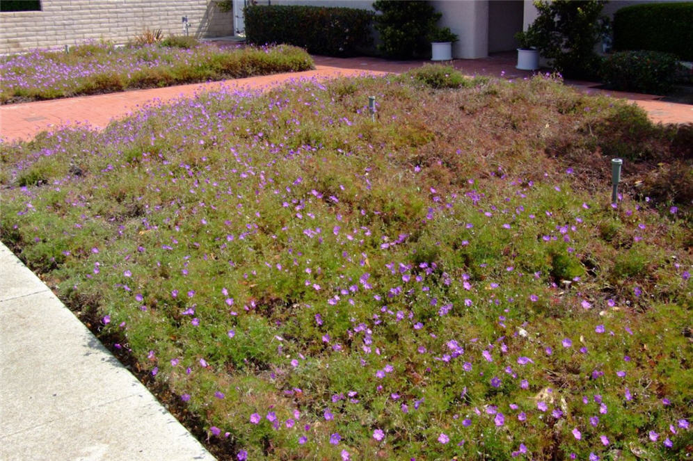 Groundcover Front Lawn
