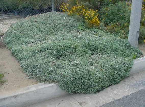 Lessingia filaginifolia 'Silver Carpet'