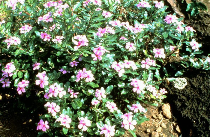 Plant photo of: Catharanthus roseus