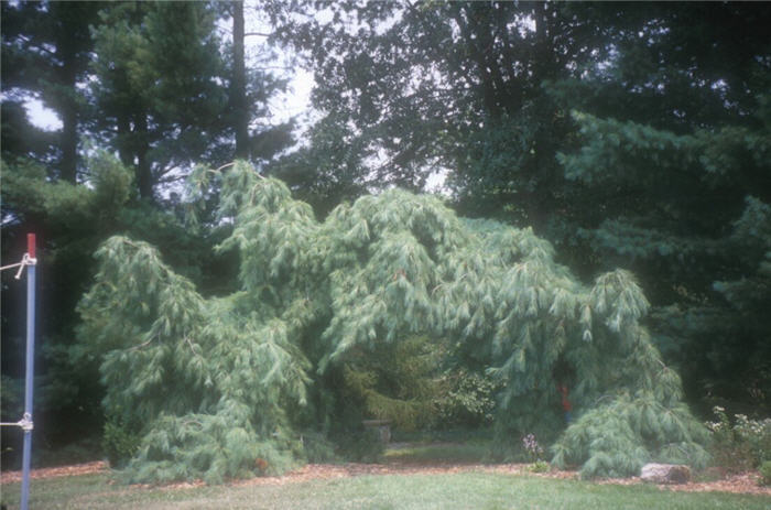 Pinus strobus 'Nana Pendula'