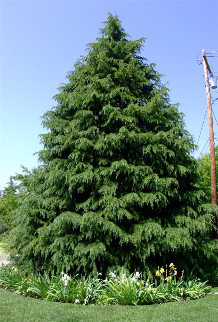 Deodar Cedar, Calif. Christmas Tree