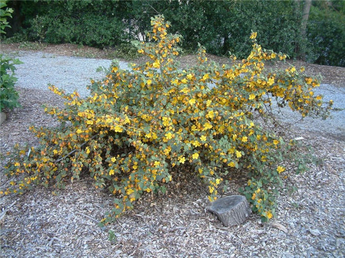 Plant photo of: Fremontodendron 'Ken Taylor'