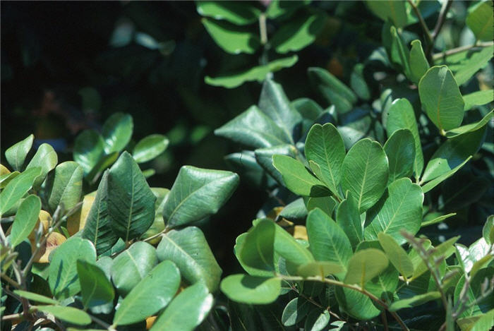 Plant photo of: Ceratonia siliqua