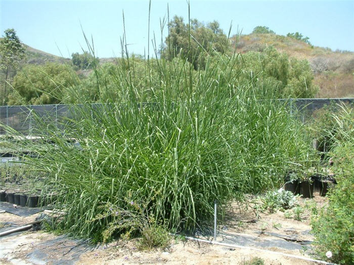 California Native Grasses