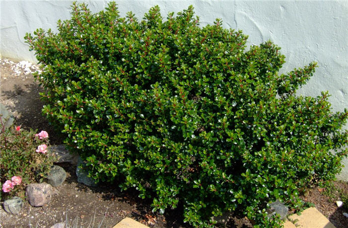 Plant photo of: Escallonia 'Newport Dwarf'