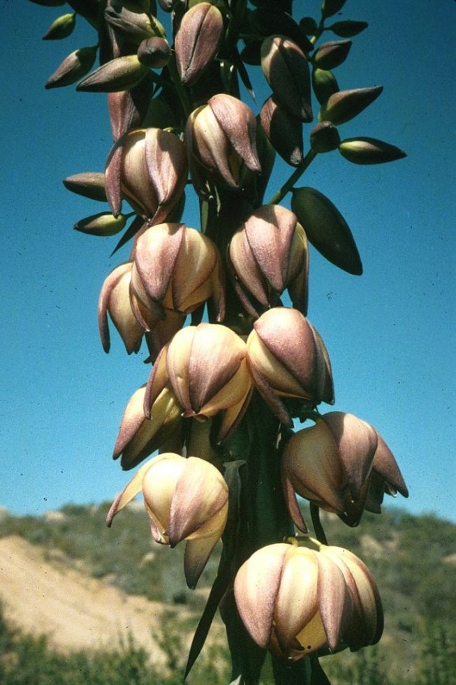 Plant photo of: Hesperoyucca whipplei