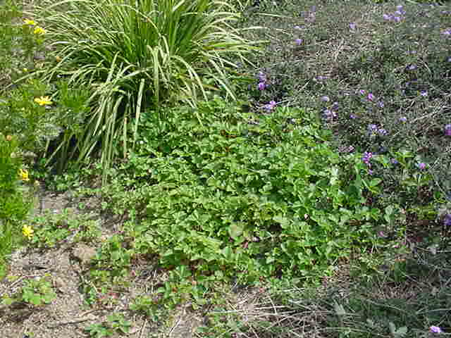 Plant photo of: Fragaria vesca  californica