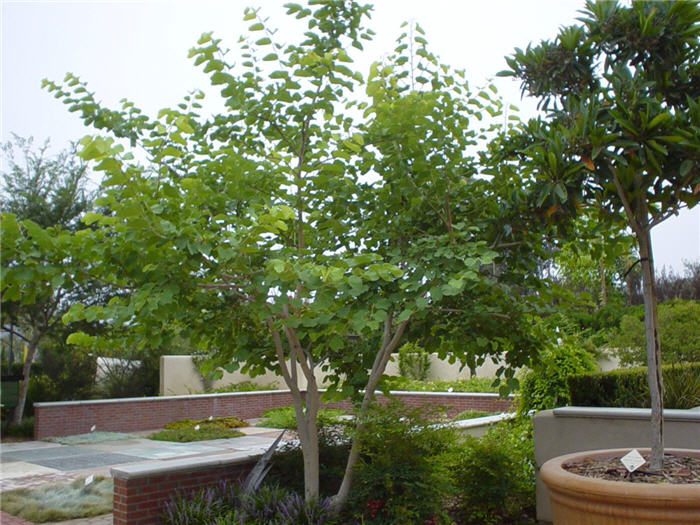 Plant photo of: Bauhinia variegata