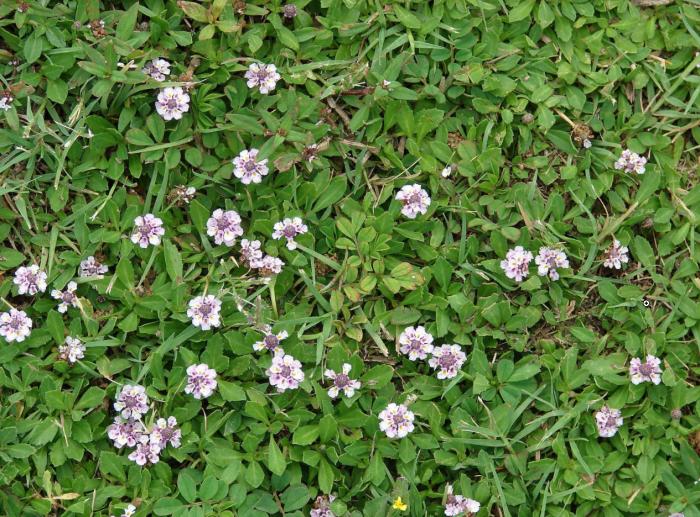 Plant photo of: Lippia nodiflora