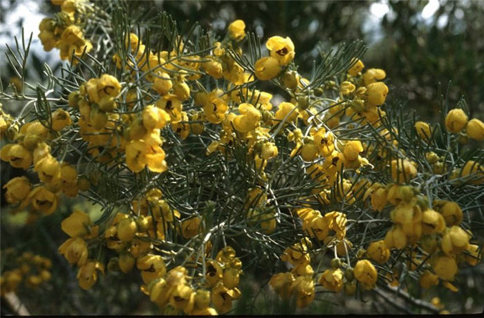 Plant photo of: Senna artemisiodes