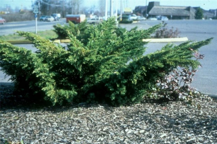 Plant photo of: Juniperus chinensis 'Pfitzeriana'