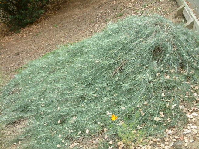 Artemisia californica 'Canyon Gray'