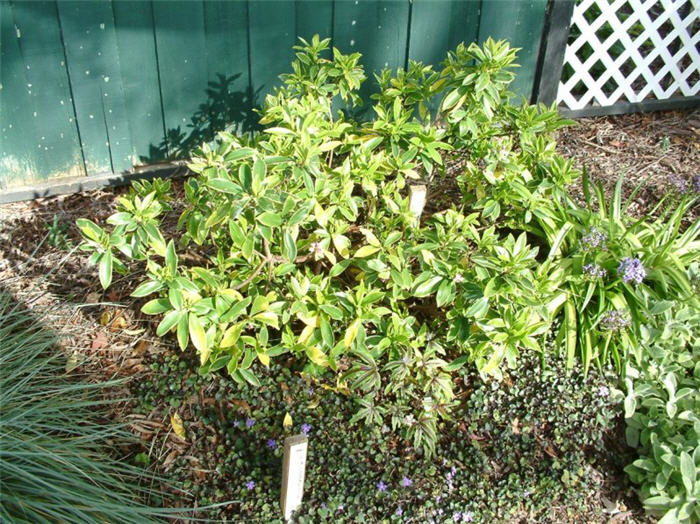 Plant photo of: Daphne odora 'Aureo-marginata'