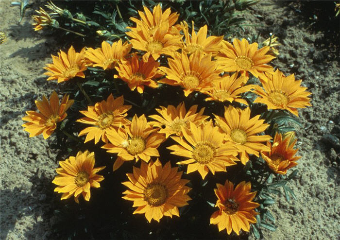 Plant photo of: Gazania hybrids