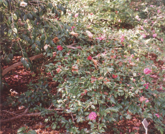 Sansanqua or Sun Camellia