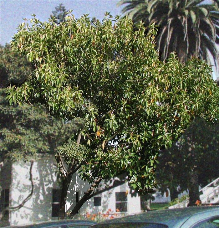 Plant photo of: Ficus elastica