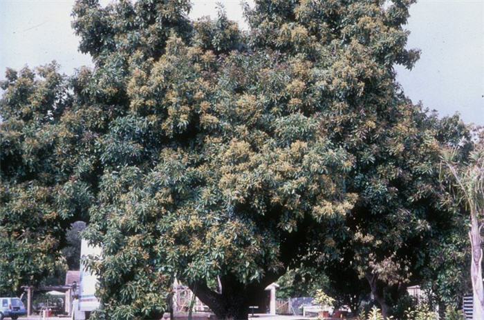 Plant photo of: Persea americana