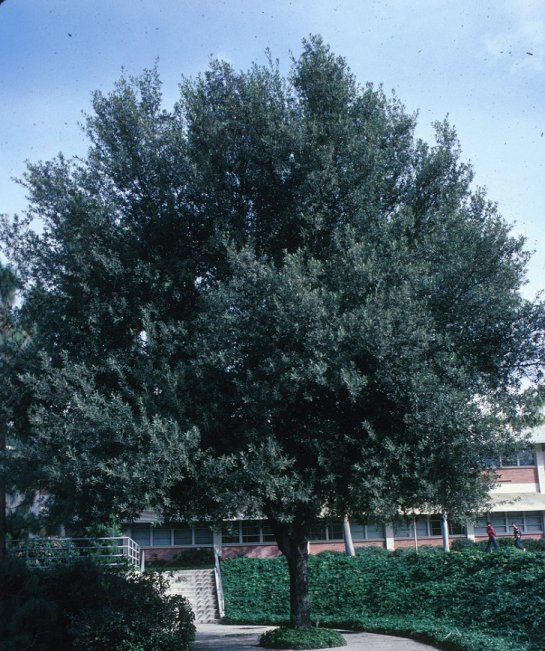 Plant photo of: Quercus ilex