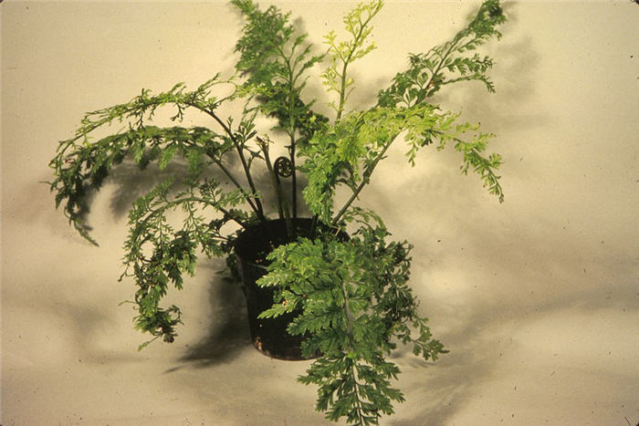 Plant photo of: Asplenium bulbiferum