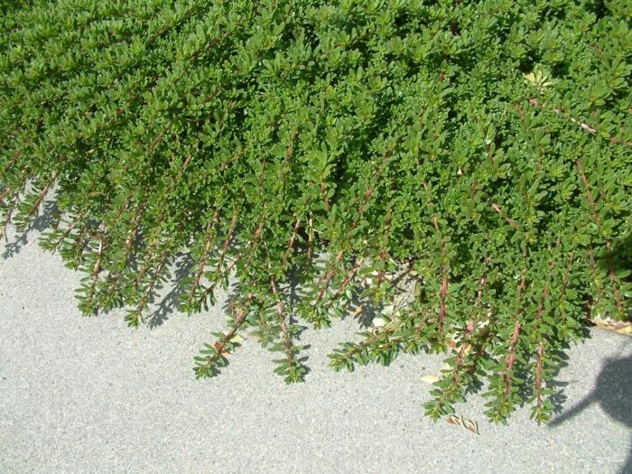 Plant photo of: Arctostaphylos uva-ursi