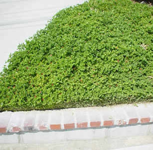 Fire-wise Groundcovers