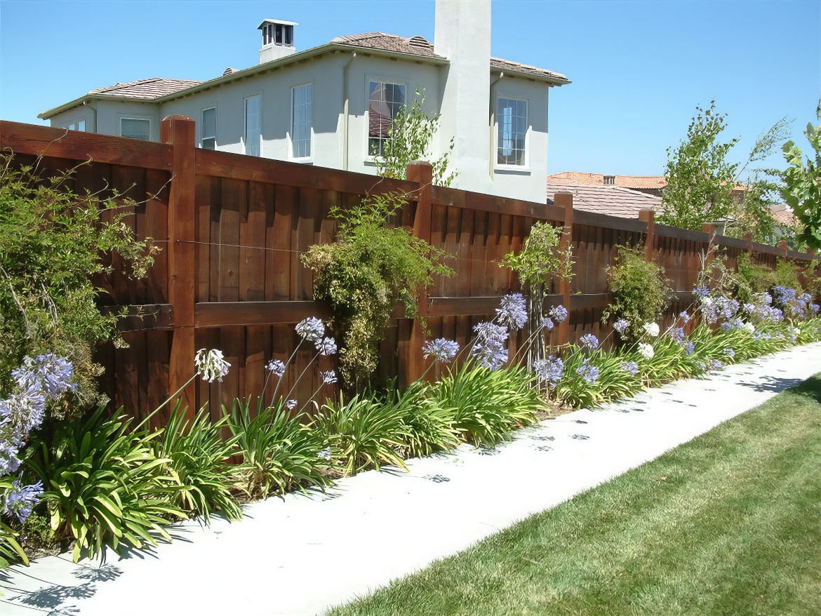 Agapanthus Decorates Fence