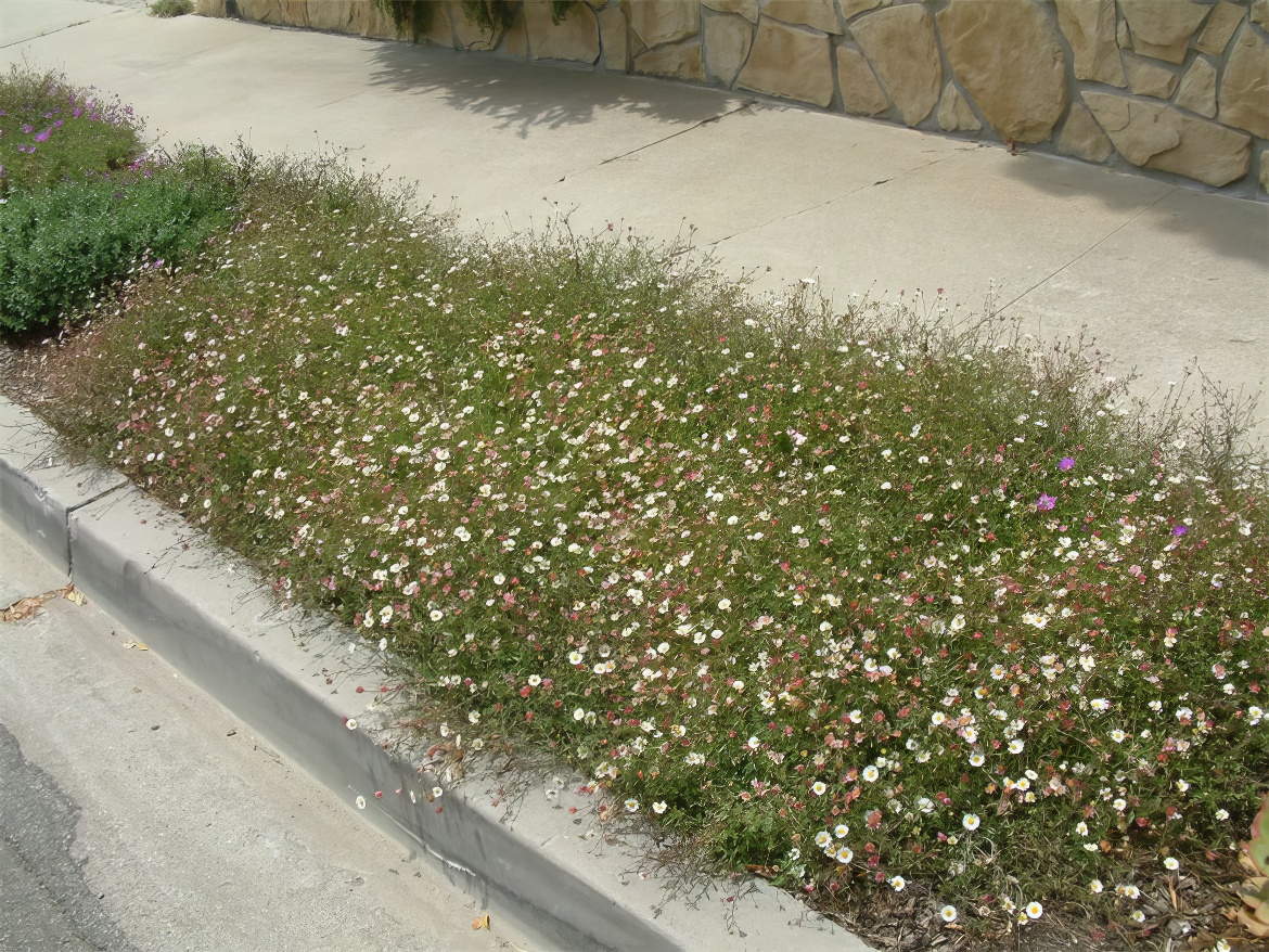 Spots of Color on Parkway