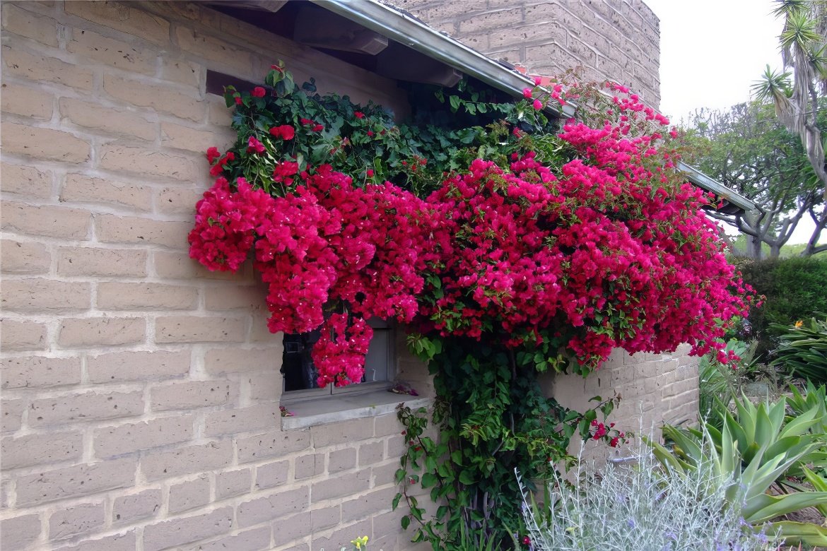 Bougainvillea Heaven