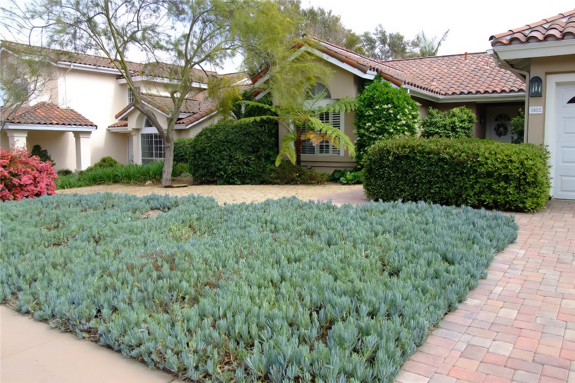 Carpet of Succulents