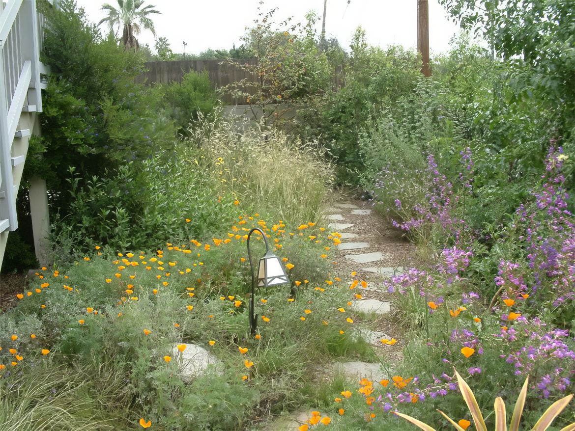 Backyard Meadow