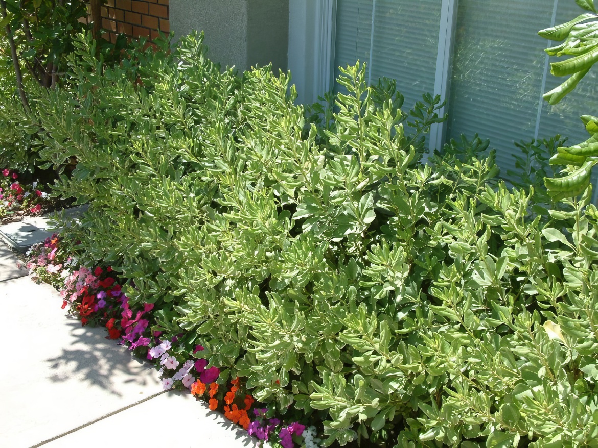 Green Hedge with Hot-Color Spikes