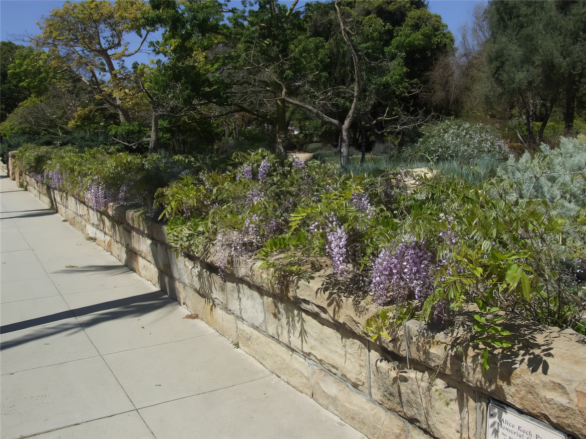 Wisteria on the Wall