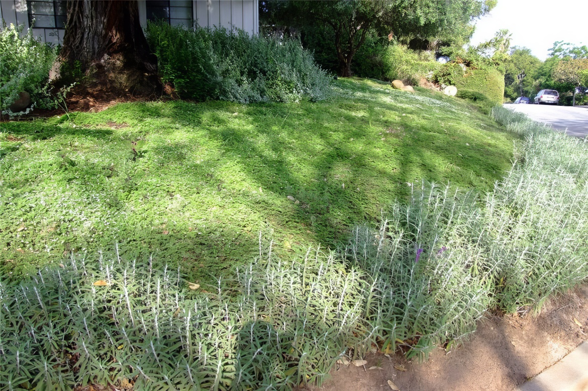 Shaded Garden