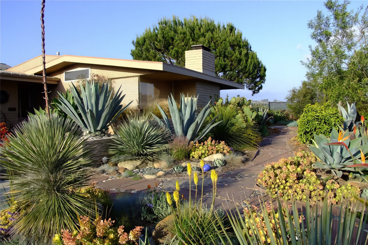 Agaves and More