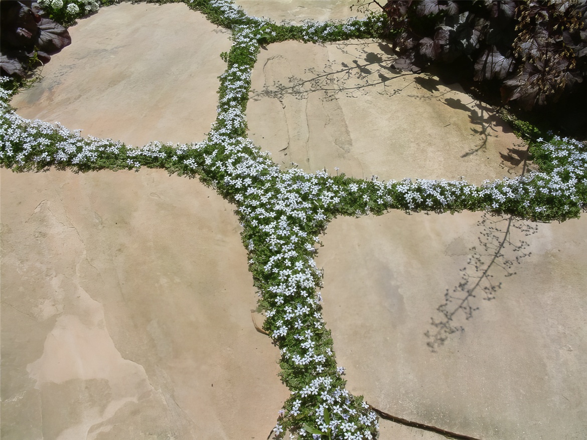 Closeup of Groundcover (Permeable)