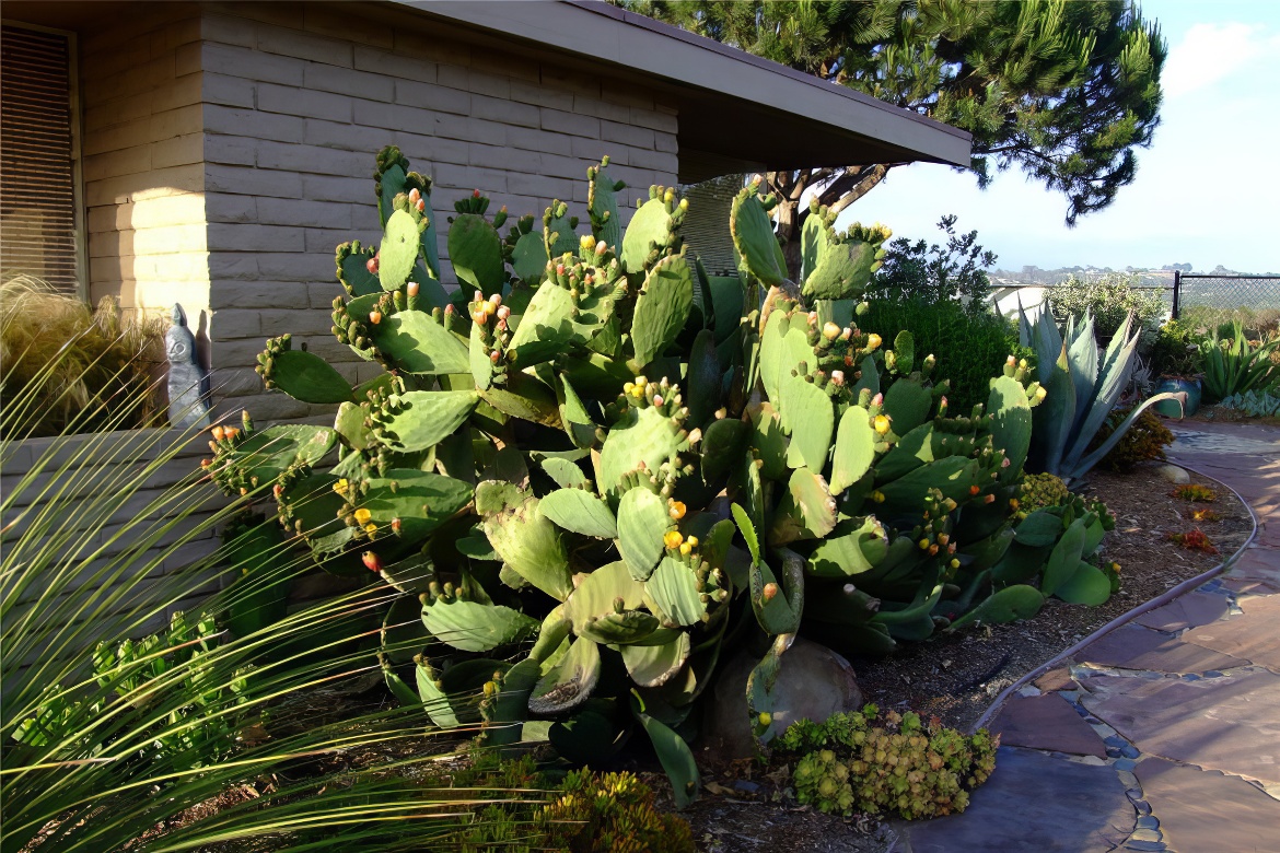 Cactus Fingers