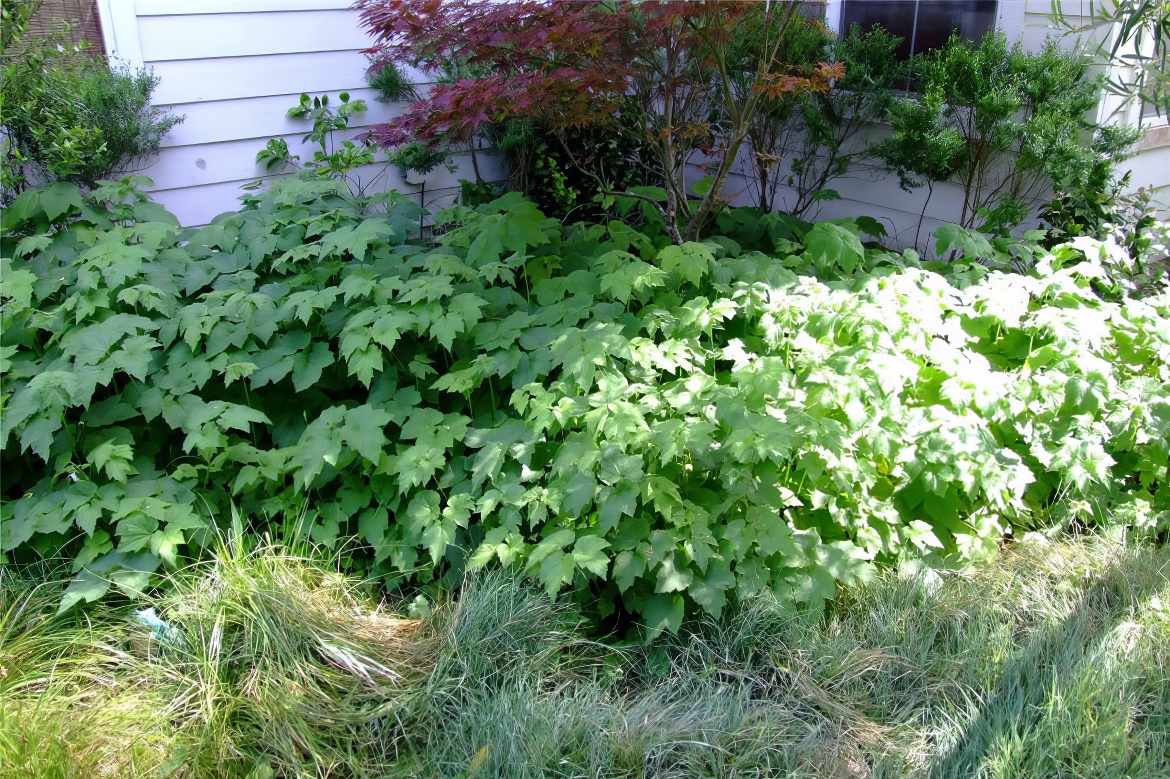 Corner Garden