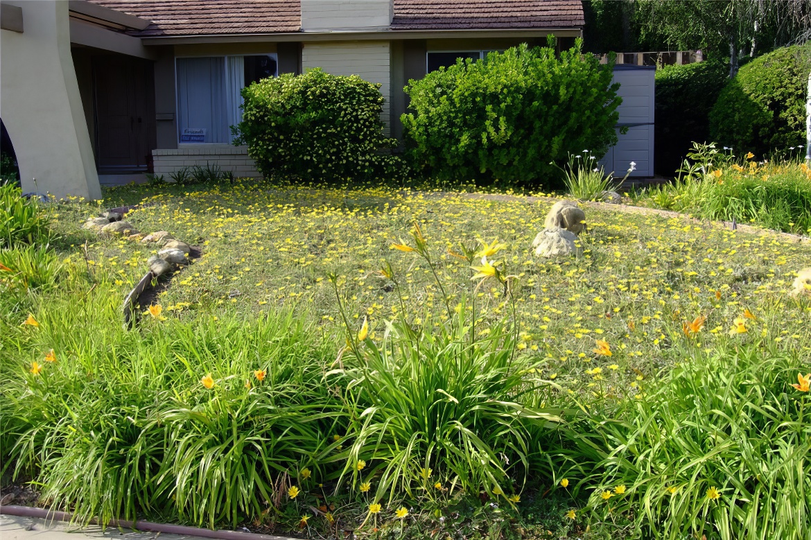 Daylily Edging