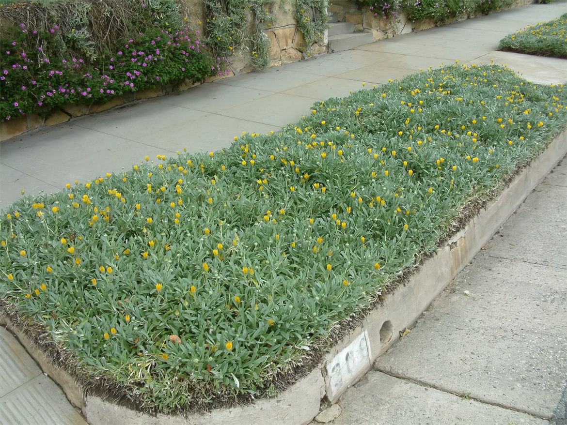 Yellow Buds of Glory