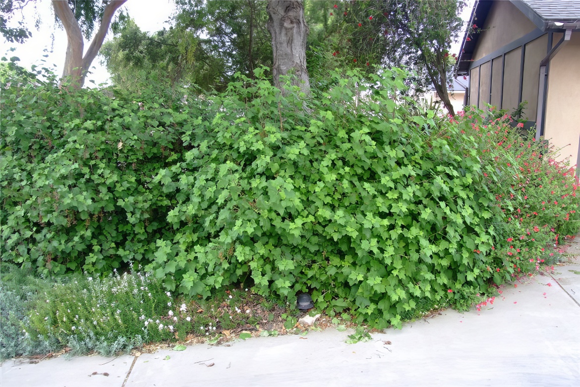 Dense Shrub Hedge