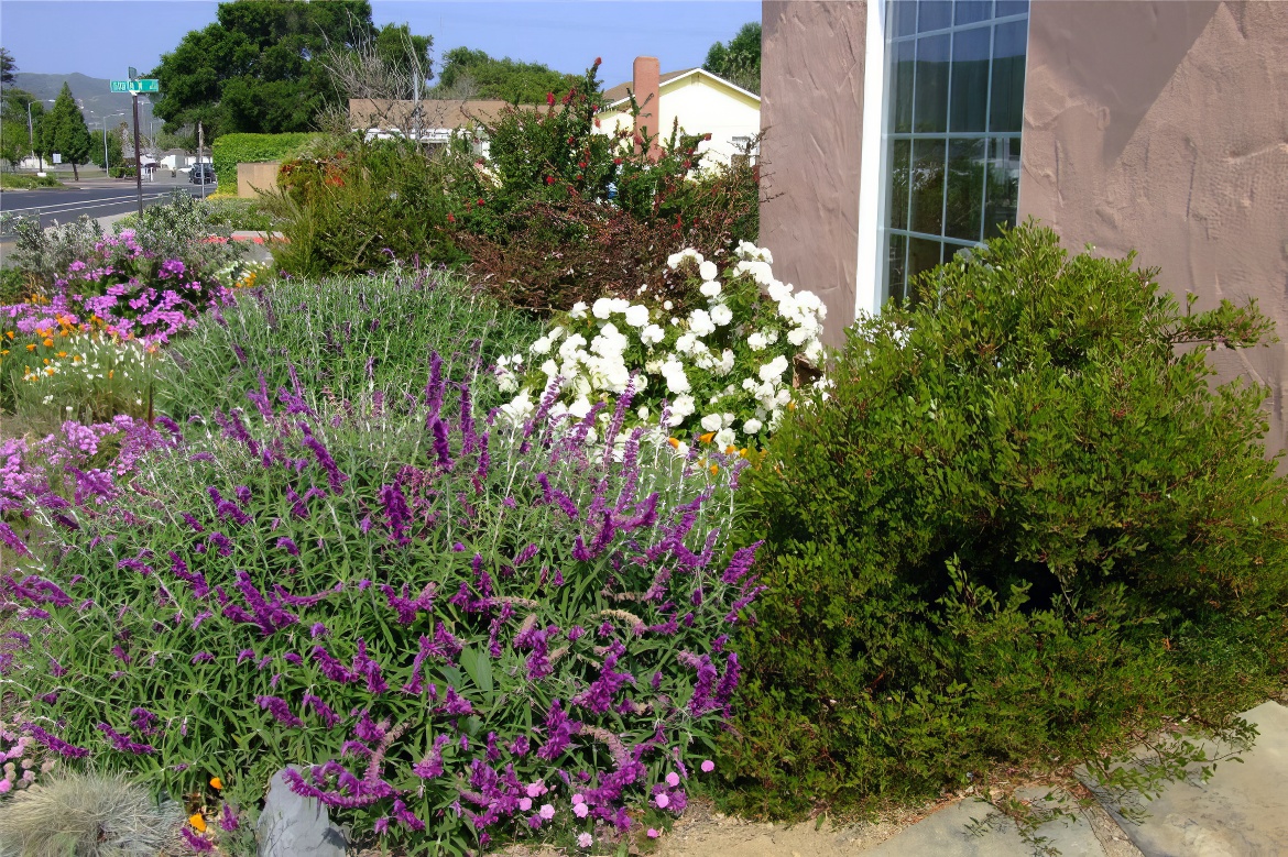 Flowered Shrubs