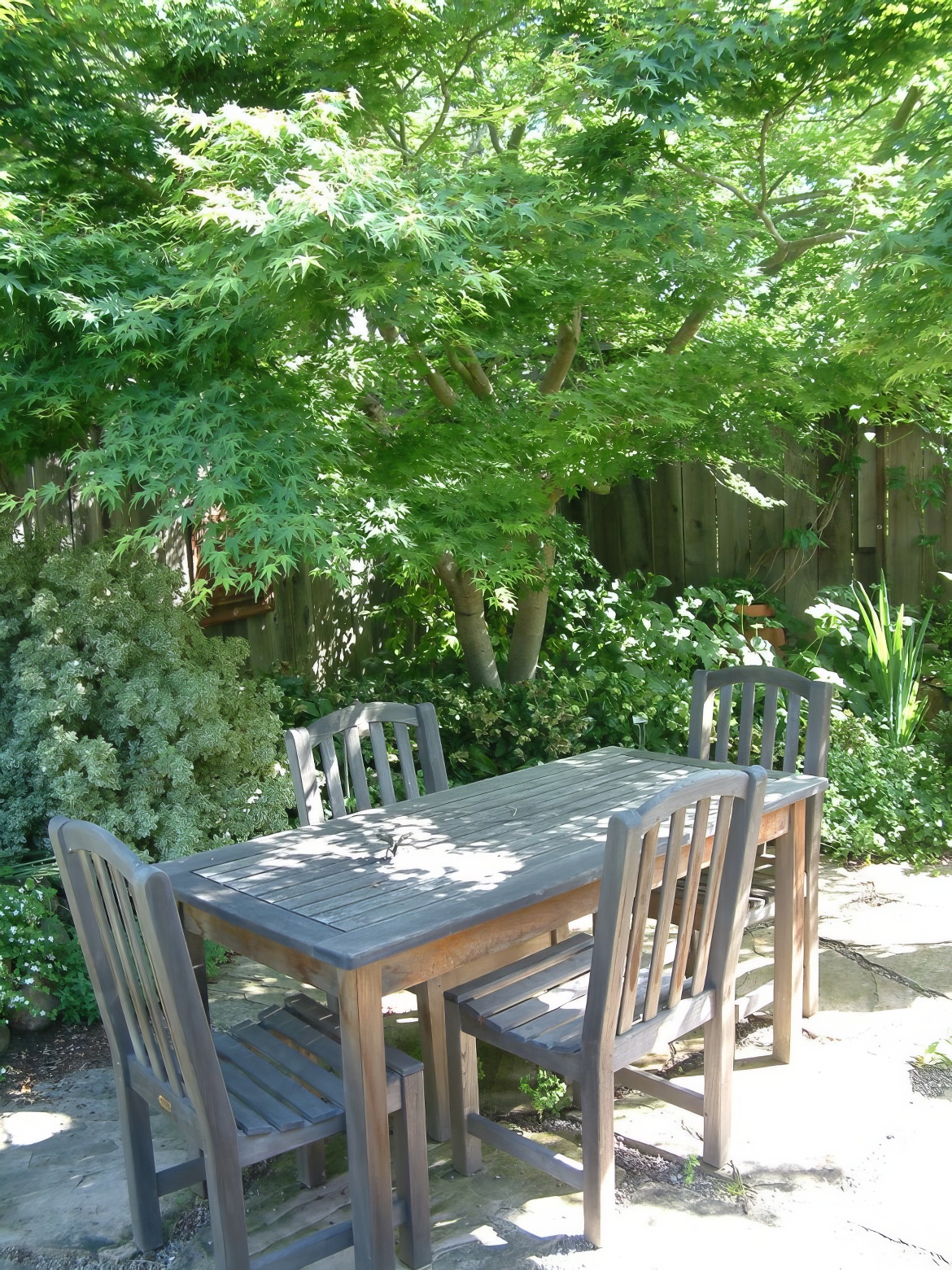 Dining Under Shade