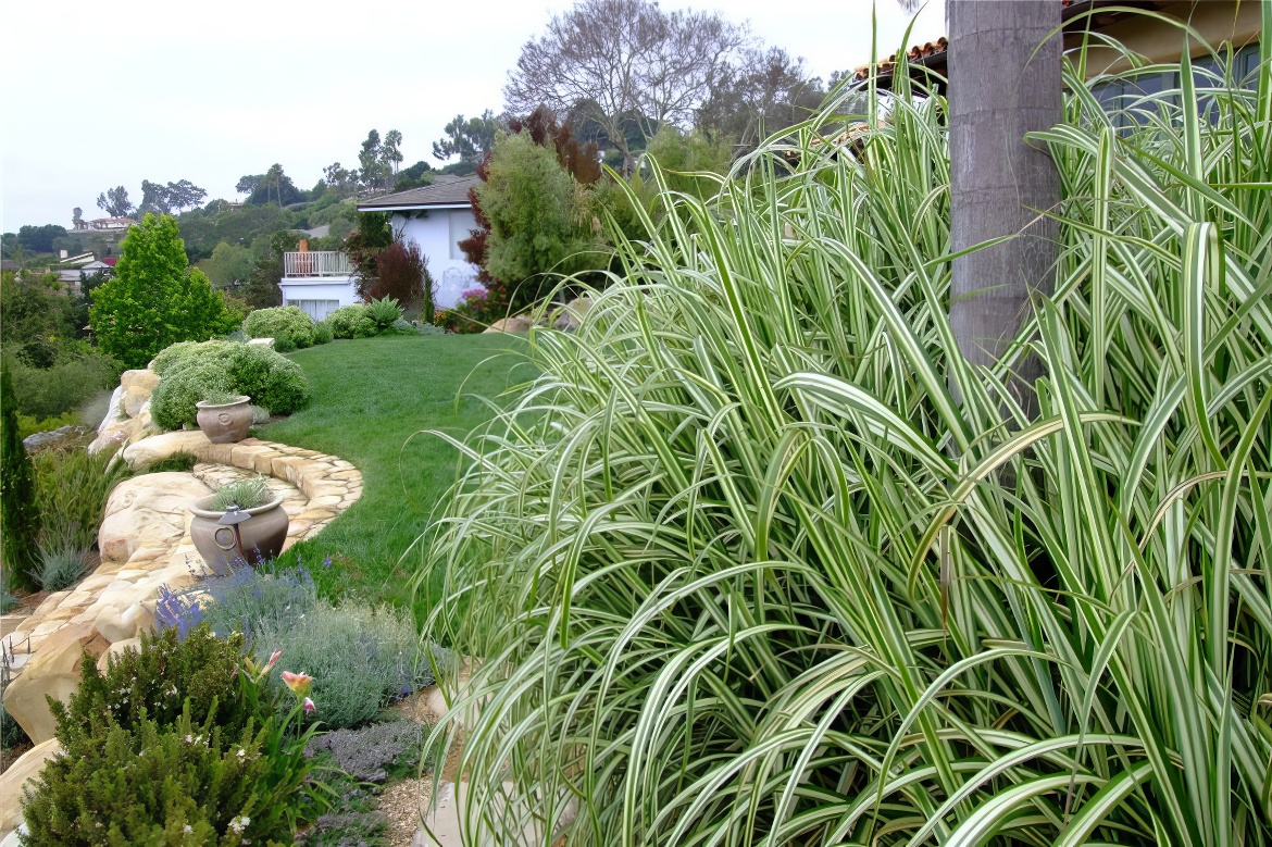 Variegate Grass is Va-voom!