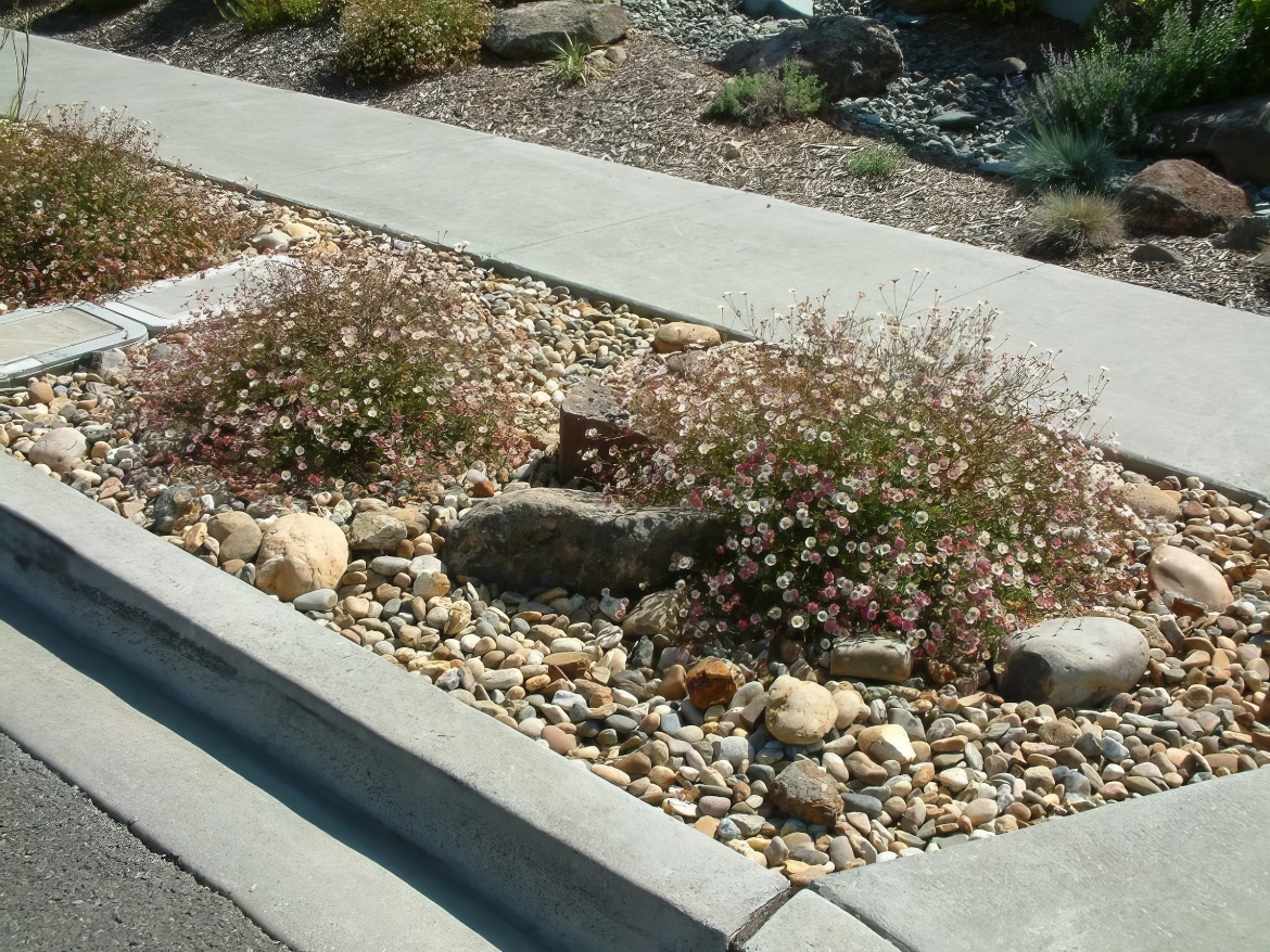 Santa Barbara Daisy Strip and Rock