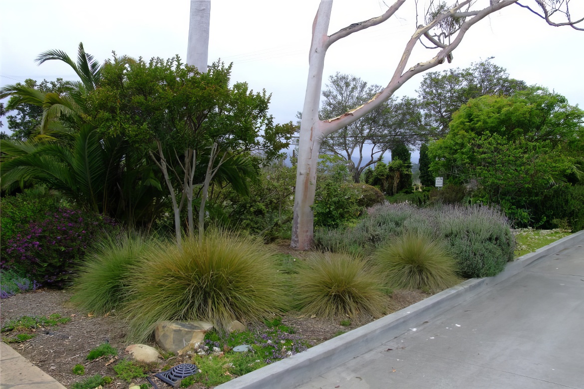 Goleta Demo Garden 6