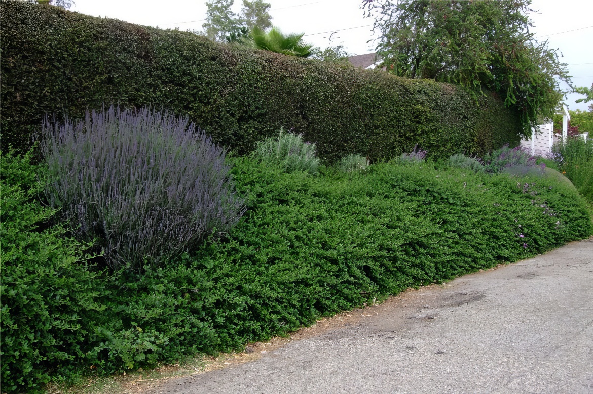 Rural Hedges