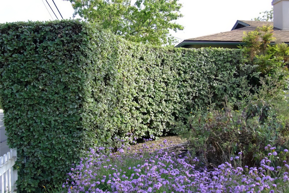 Tall Hedge Barrier